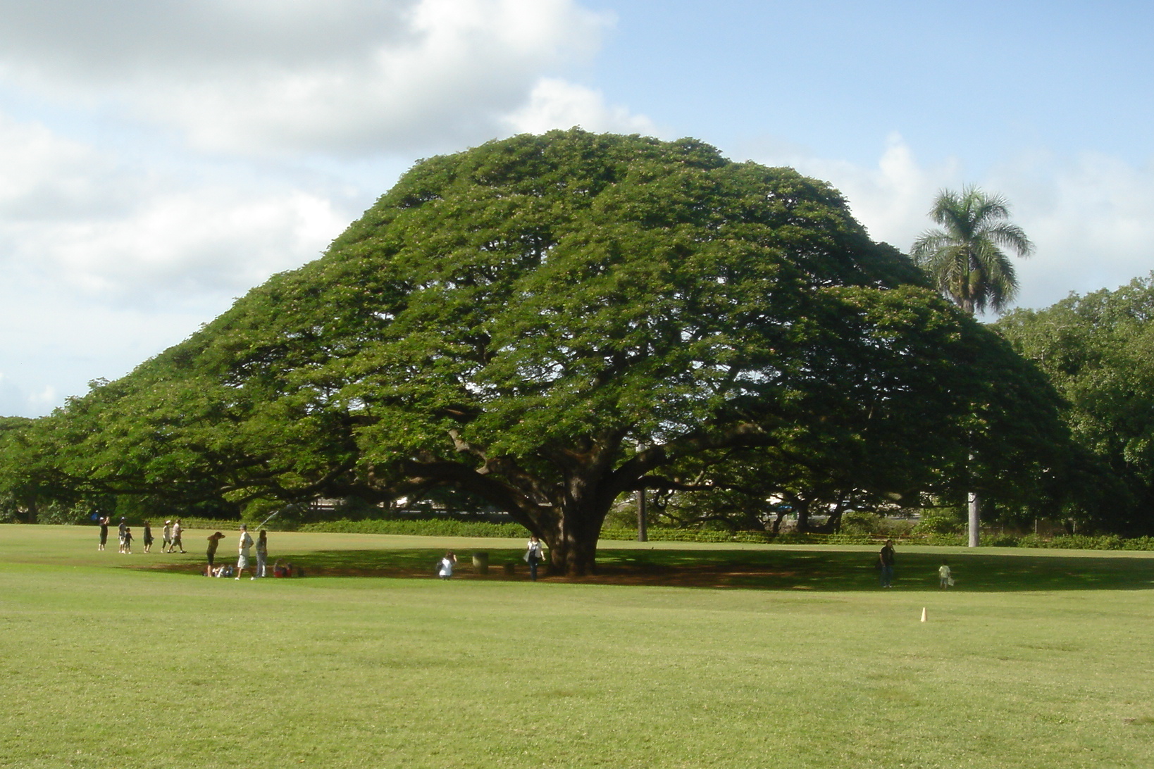 madera suar o saman